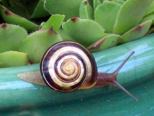 snail (103)