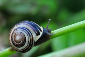 snail (179)