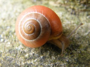 snail (261)