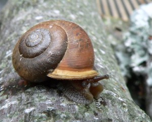 snail (262)