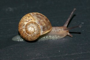 snail (304)